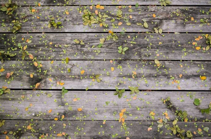 leaves-336694_1920